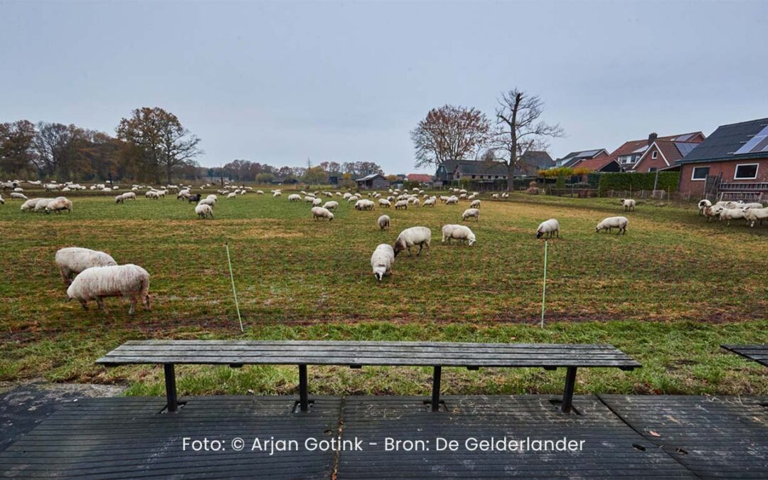 Schaapskudde de Belhamel komt weer naar de ijsbaan